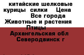 китайские шелковые курицы (силки) › Цена ­ 2 500 - Все города Животные и растения » Птицы   . Архангельская обл.,Северодвинск г.